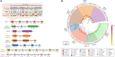 Comparative Genomics Studies on the dmrt Gene Family in Fish